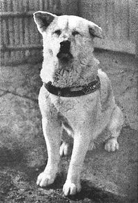 Hachiko-fealty-cool-words-vocabulary-for-students