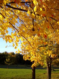 autumnal-cool-vocabulary-words