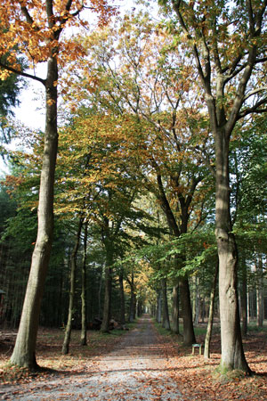 Dendrology | Vocabulary from the Cool Word Club