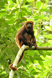 simian-cool-words-vocabulary-for-students